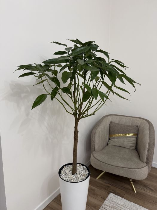 Продам дерево Корица