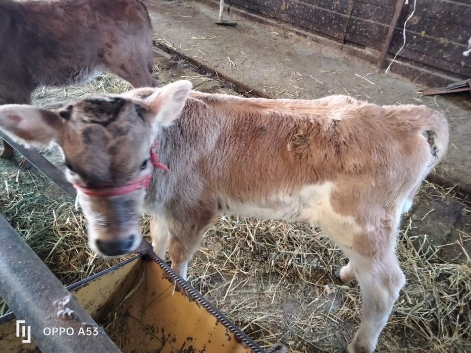 Коровы / сиыр / тёлочки