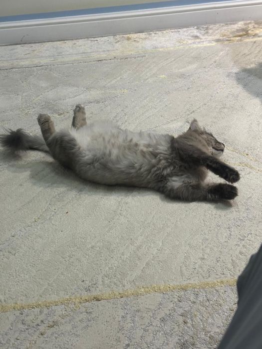 Отдам кота в хорошие руки
