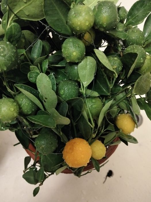 Продам  дерево мандарины