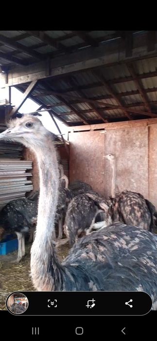 Pui de struți cu vârsta 5 /7  luni