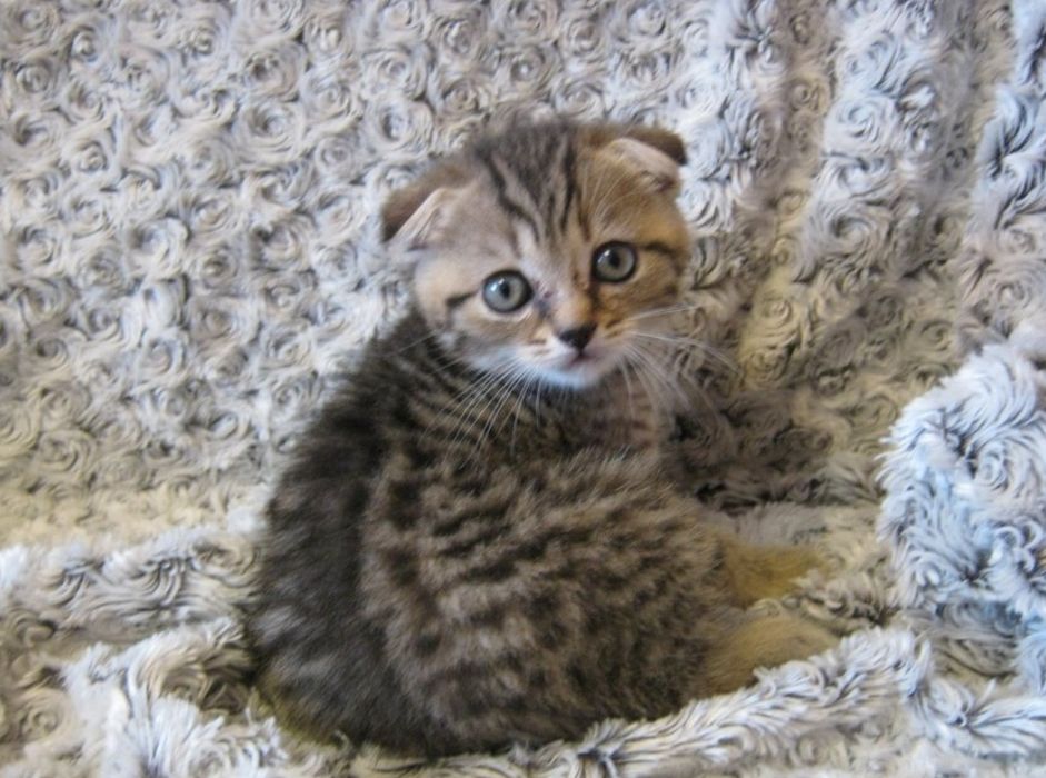 Котята мальчики и девочки, 1.5  мес