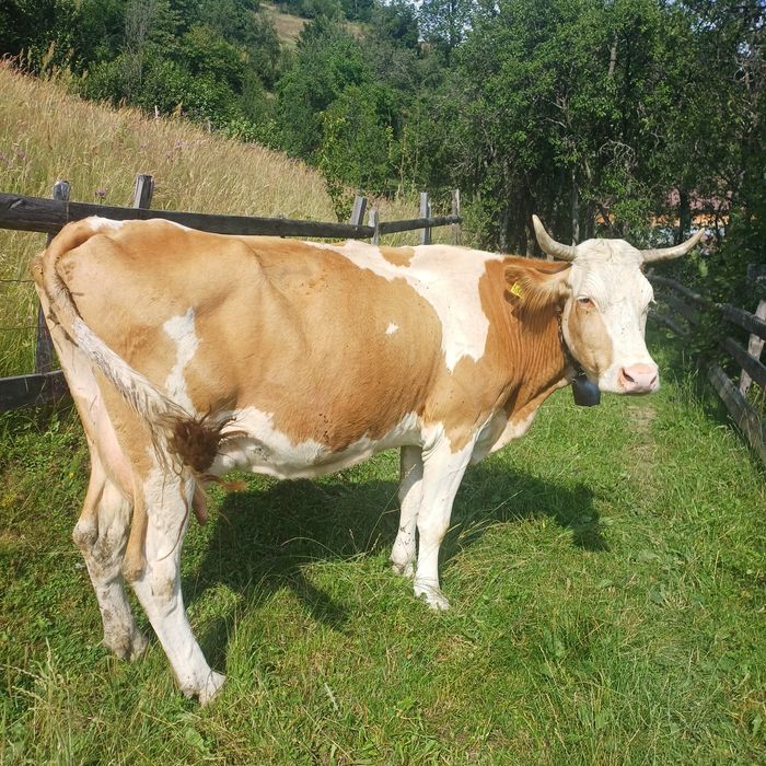 Vand vaca bălțată cu vitea