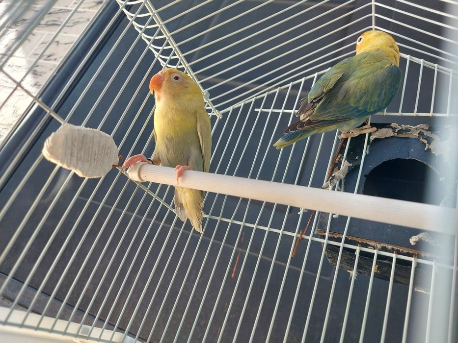 Красивые Неразлучники