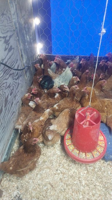 Продам куры домашние и ломан браун