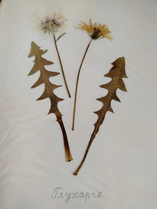 Ученически хербарии 3-7 клас, 17 стр. РЪЧНА декорация