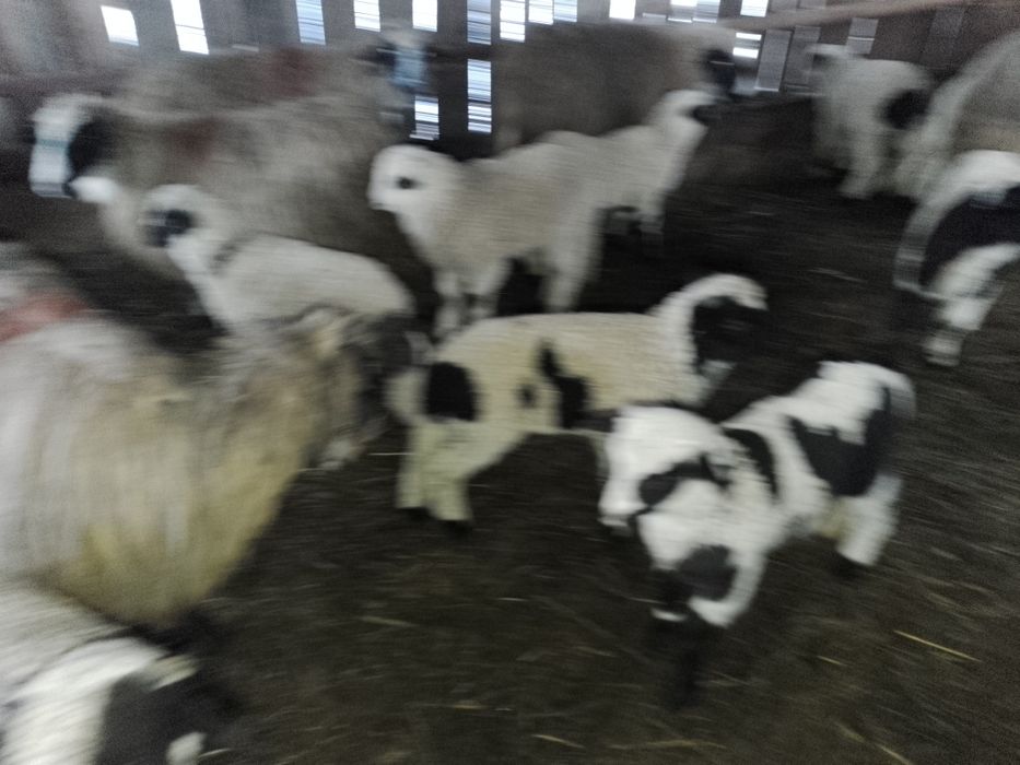 Oi de vînzare țurcane Bistrița Năsăud