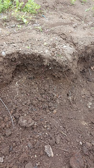 Биогумс сотилади бешли