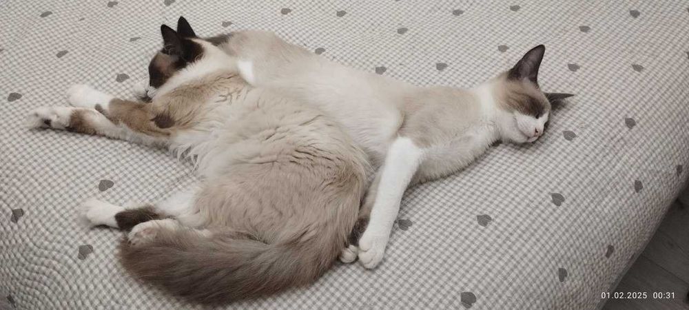 Биба и Боба Сноу шу  ,  Сара скоттиш страйт