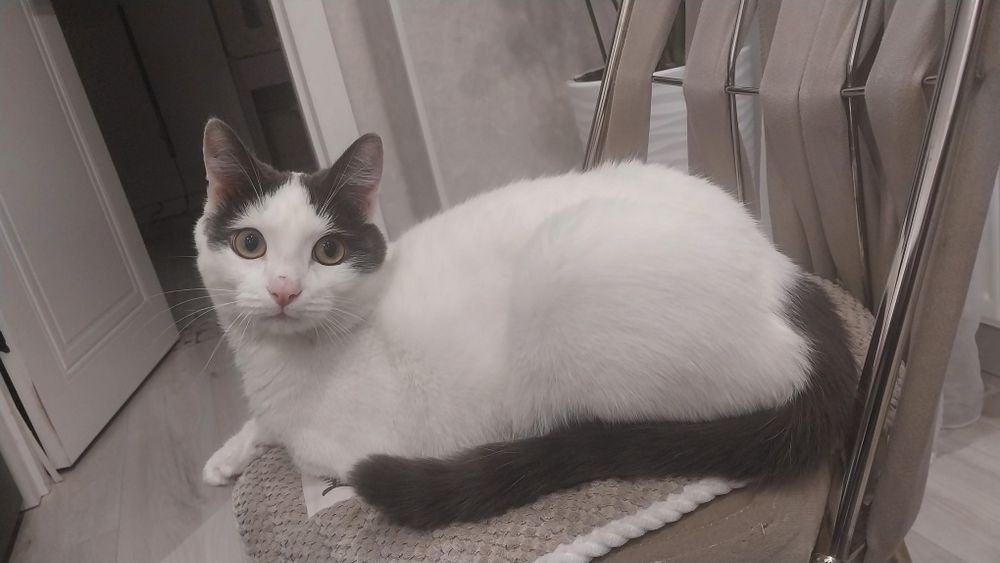 Отдам кота бесплатно