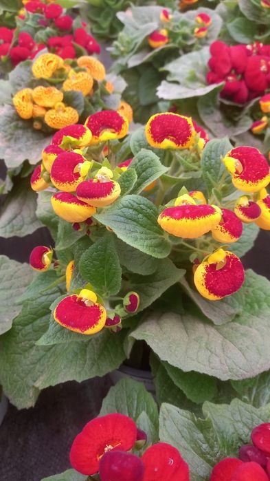 Flori cyclamen zambila cineraria