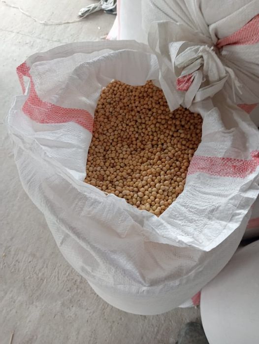 Соя тукымы сорт Виктория