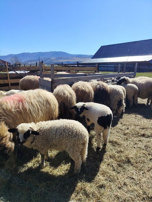 Vînd 12 oi și miei