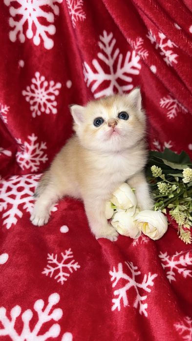 Котята чистокровные Шиншиллы апельсинки