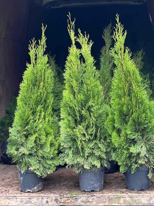 Plante ornamentale tuia ,leylandii,laur ,photinia copac,trandafiri copac,pon pon