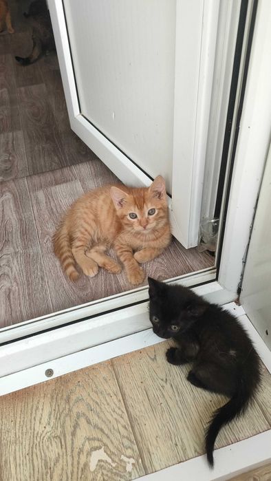 Отдам в добрые руки