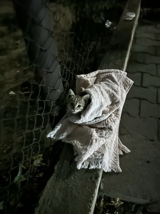 Котенок маленький ручной