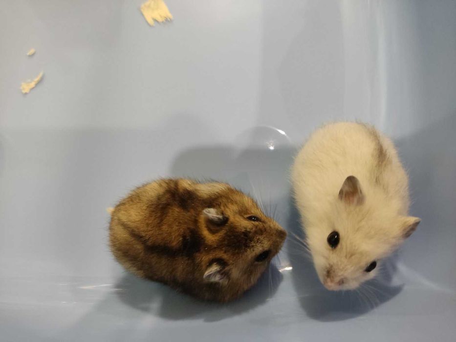 Мини хамстерчета