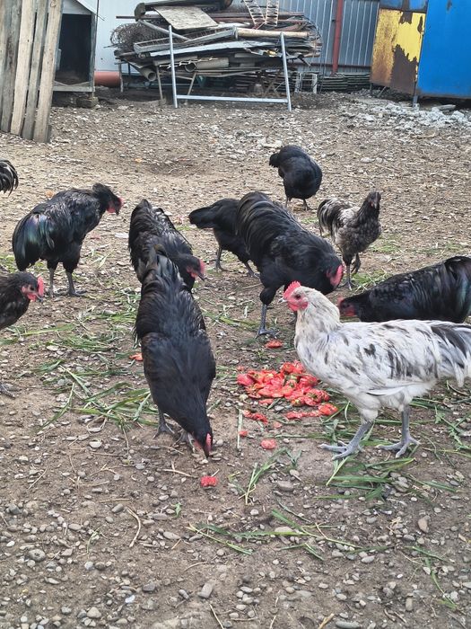 Cocoși din rasa Australorp