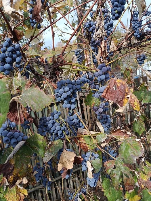 De vânzare struguri pentru vin