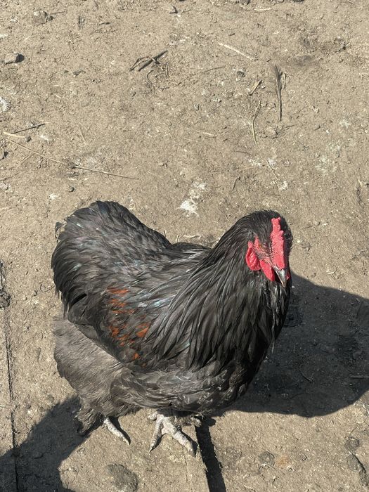 Продам молодых петухов