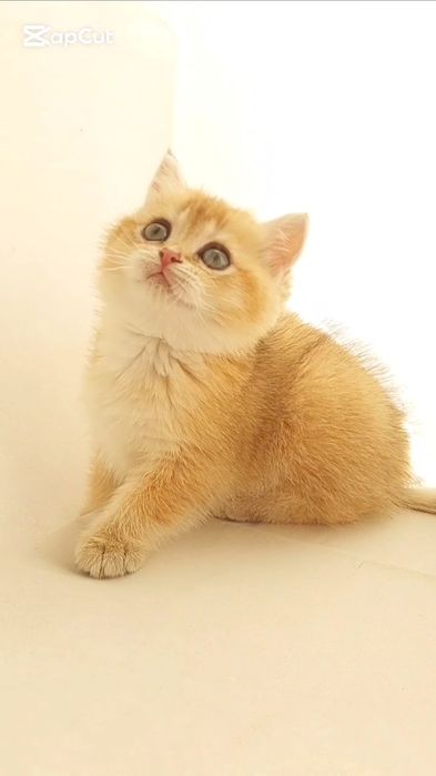 Британские шиншилла к,из ва угил бола  2 ойлик соглом