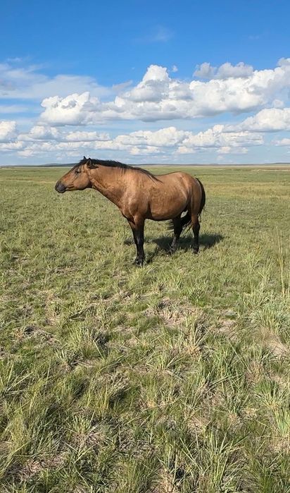 Жеребцы мугалжарской породы