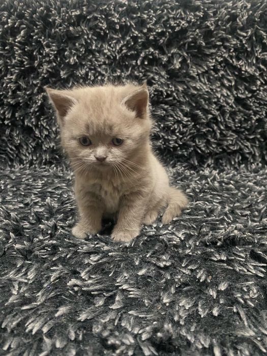 Продам британских котят 5 тыс