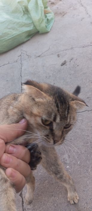 Scottish fold sotiladi