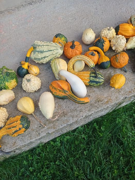 Dovlecei decorativi 6 buc