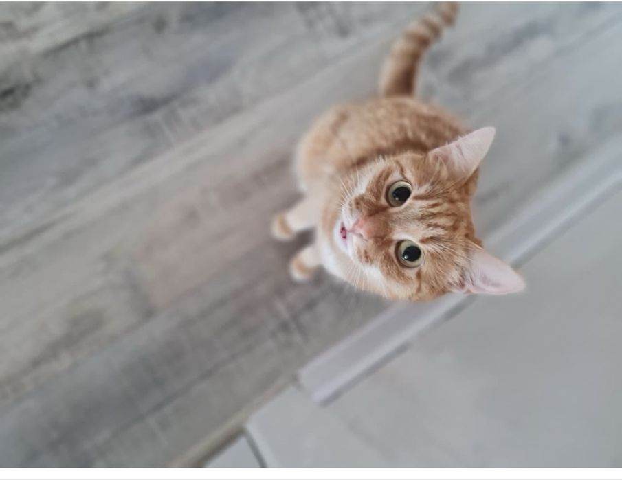 Кошечка в добрые ответственные руки