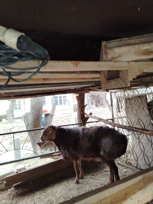 Кучкор сотилади Qo'chqor sotiladi