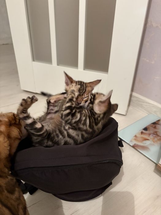 Продам бенгалов котята !