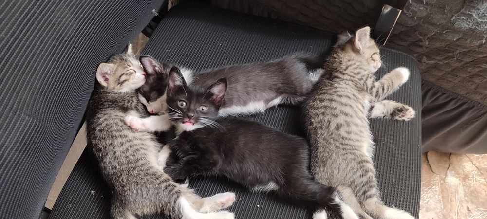 Котята 1 месячные