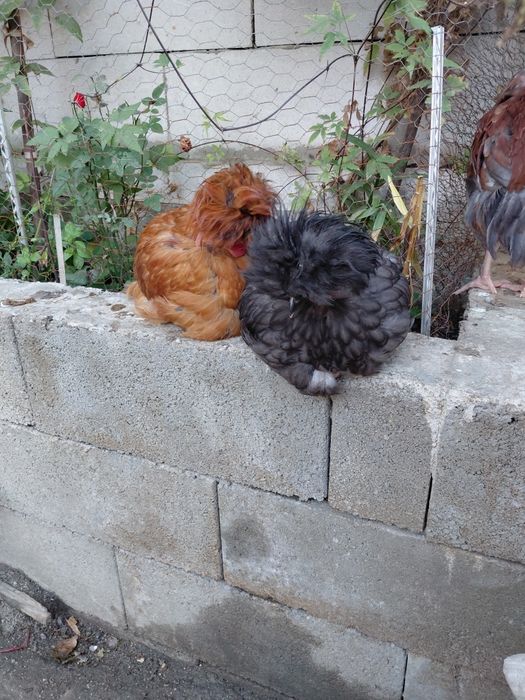 Vând  cocoșei tineri