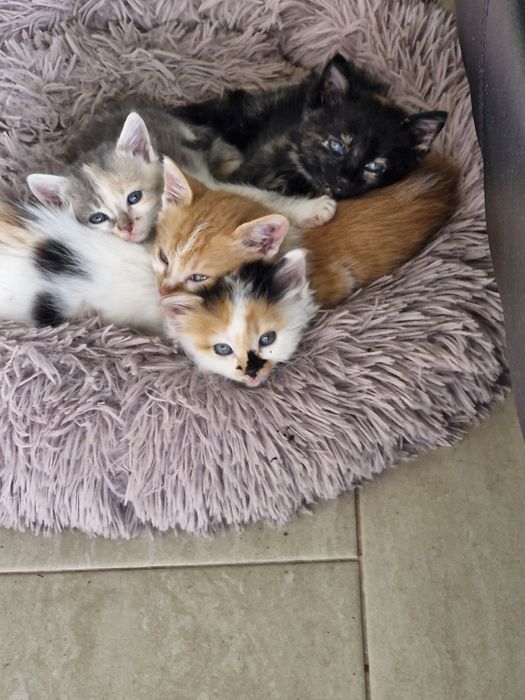 Подарявам малки котета