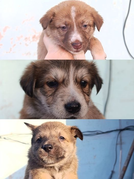 Отдам щенков будут хорошие охранники