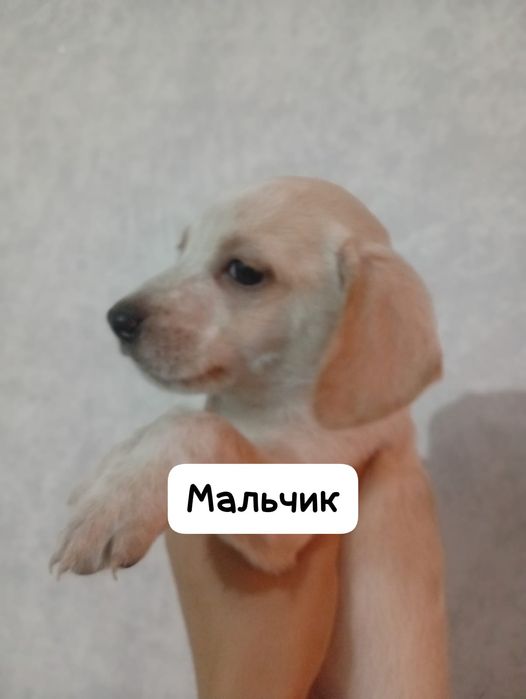 ЛЮДИ ДОБРЫЕ помогите