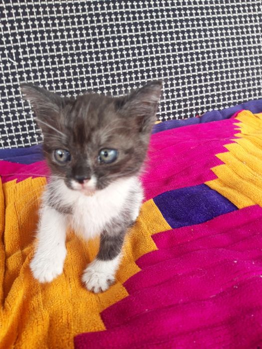 Котята , домашние