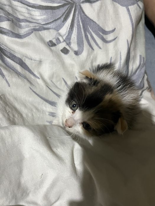 продам котят вислоухие