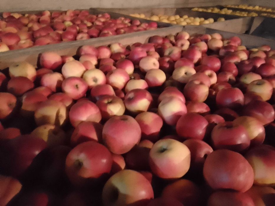 Vând, mere golden, jonathan !