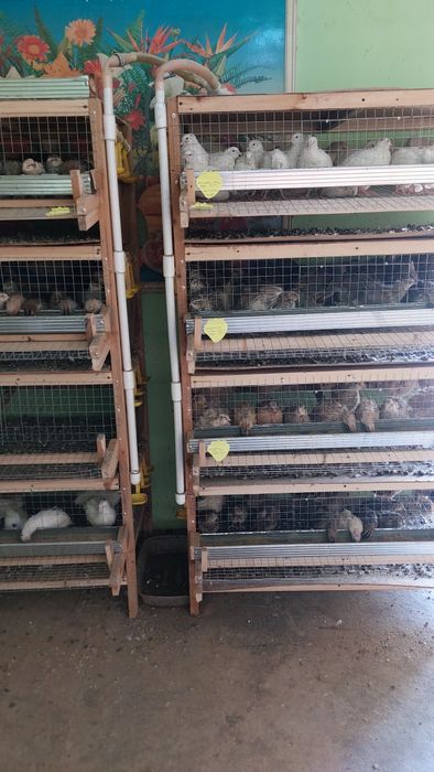 Бедана клетка сотилади.