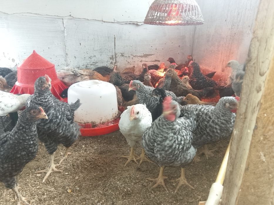 Продам домашних петушков