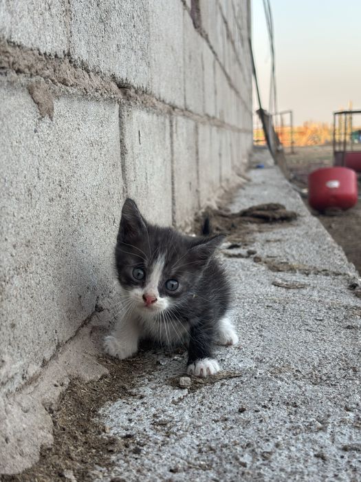 Котята бесплатно