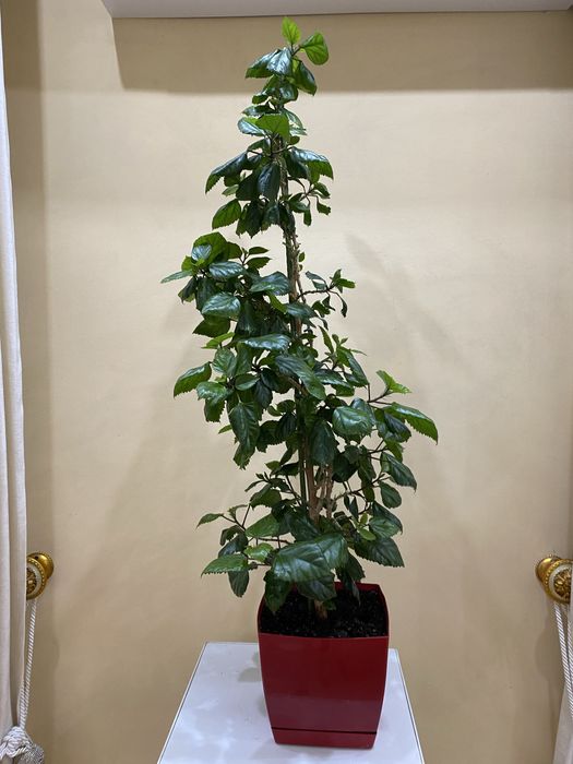 Продам комнатный Гибискус . Цена 110 000 т