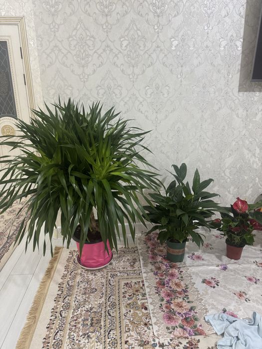 Домашные цветы. Уй гулдери