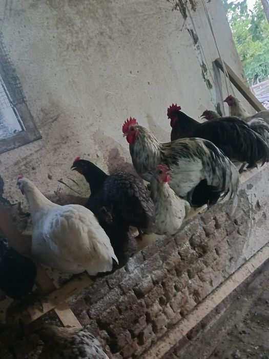Pui Australorp de vânzare – mai multe vârste disponibile