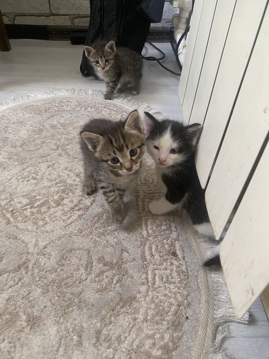 Отдам в добрые руки котят