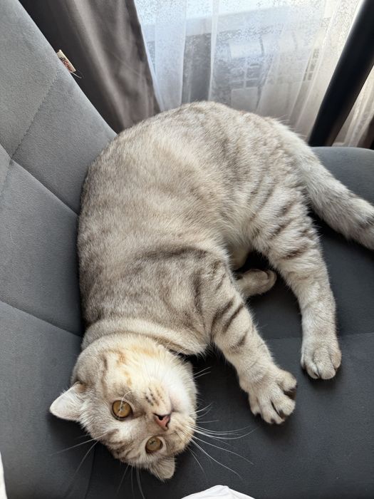 Кот, скоттиш фолд