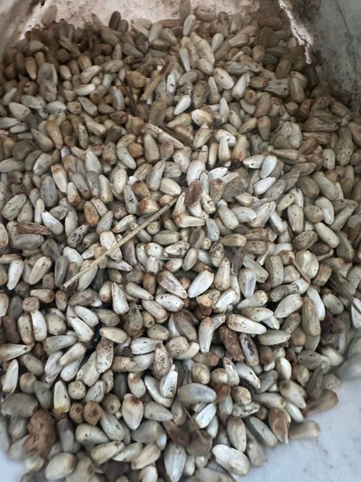 Продам софлор 30 кг